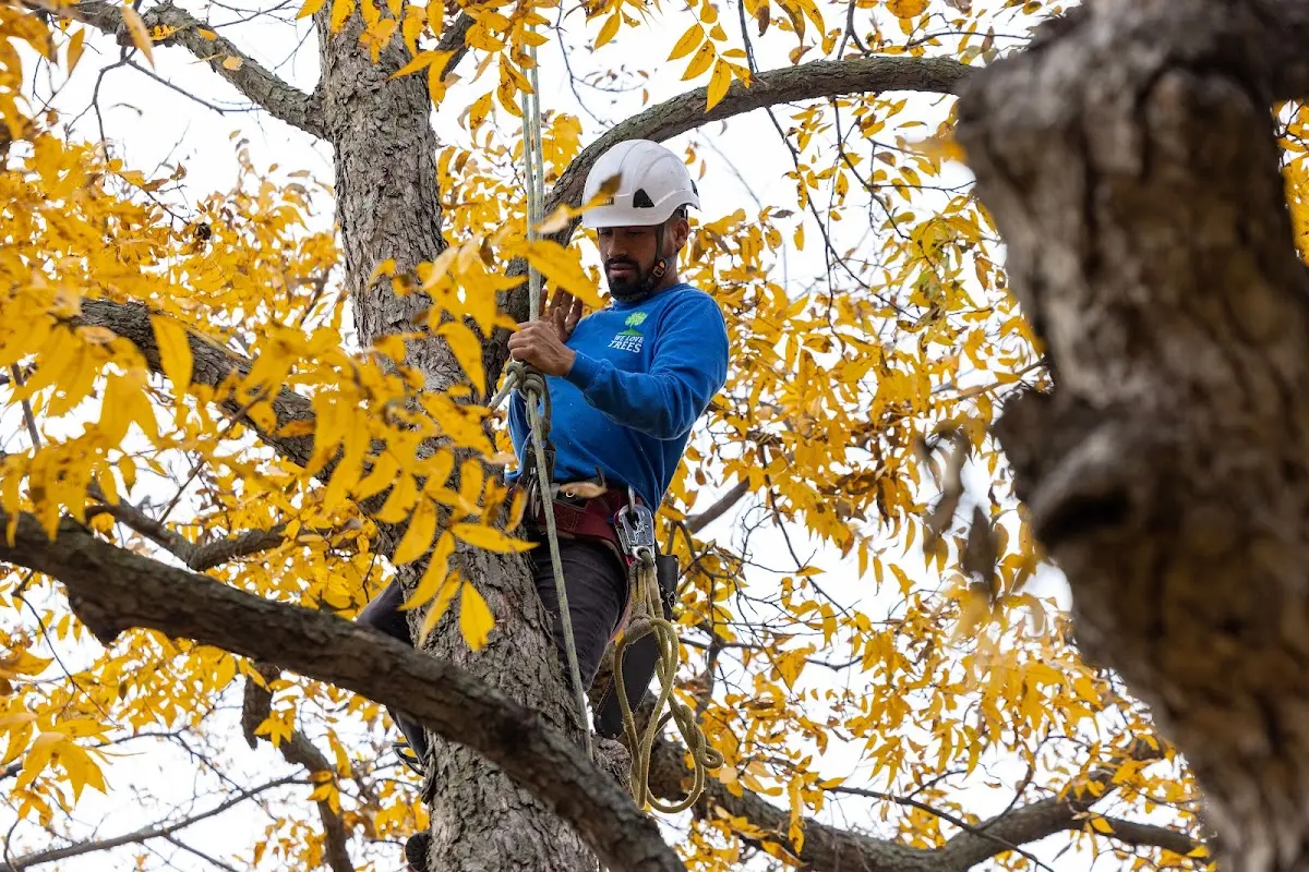 Skilled Emergency Tree Service crew working in Rustburg